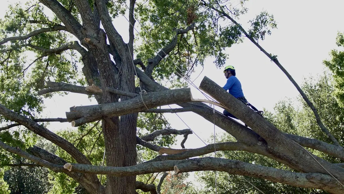 Professional Crown Thinning performed by certified arborists in Vaiden